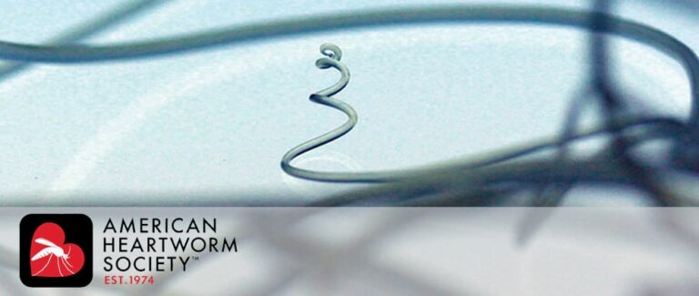 Successful Heartworm Prevention: Cracking the Compliance Conundrum