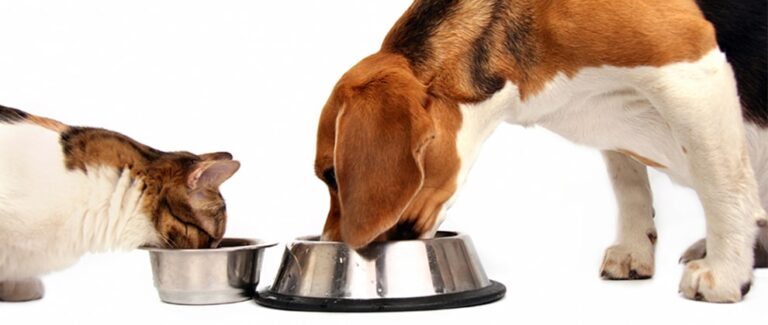 Nutritional Management of Chronic Kidney Disease in Cats & Dogs