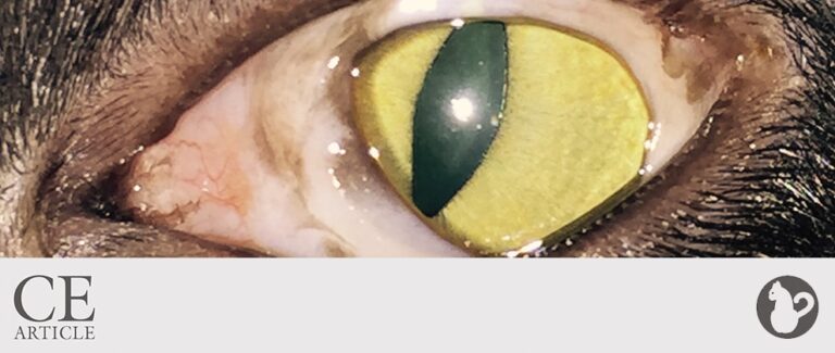 Runny Eyes: Feline Herpesvirus Infection