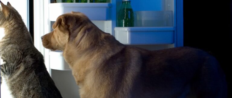 Managing Obesity in People and Their Pets ā A One Health Solution