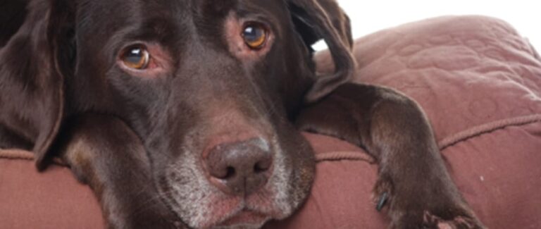 Caring for Geriatric Pets in Your Practice