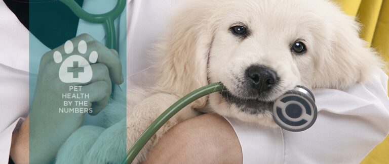 Canine Periodontal Disease