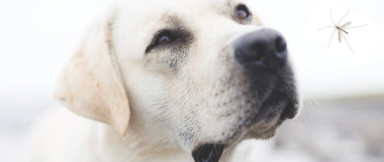 Heartworm Disease: The Science, the Practice, the Future – A Selective Summary of the 15th Triennial Heartworm Symposium