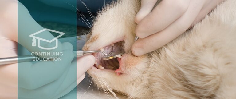 Chronic Feline Gingivostomatitis: Proven Therapeutic Approaches and New Treatment Options