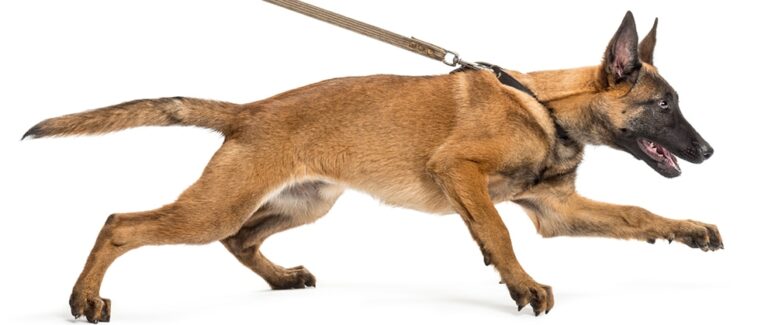 How to Help Dogs That Are Aggressive During Leash Walking