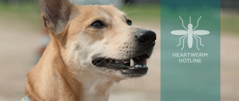 Focus on Canine Heartworm Disease