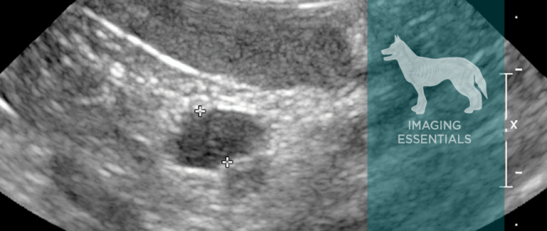 Small Animal Abdominal Ultrasonography: The Spleen