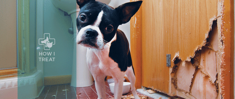 Separation Anxiety: An Interview With Dr. Terry Curtis