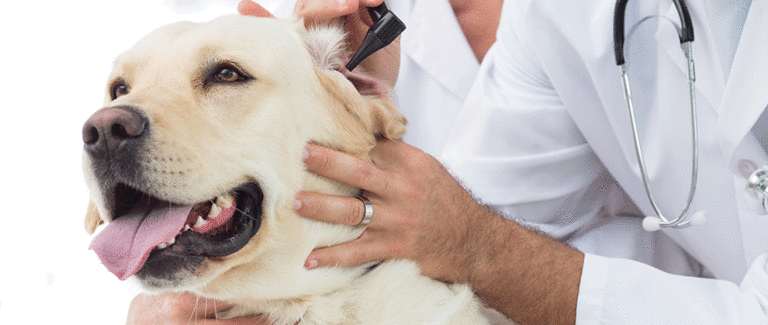 External and Middle Ear Disease in the Dog and Cat
