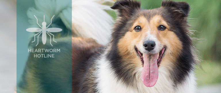 Heartworm Education: It Takes a Team
