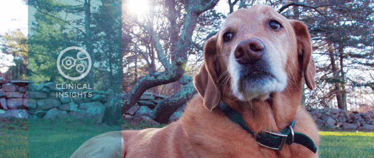 Veterinary Oncology: What to Do With Lumps and Bumps on Dogs and Cats
