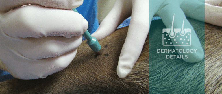 Dermatology Diagnostics: Cutaneous Biopsy