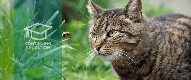 Anaphylactic Shock: How to Effectively Diagnose and Treat