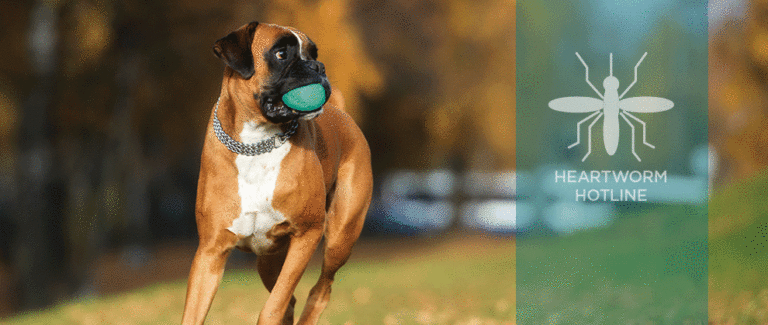 Wolbachia and Heartworm: Why Doxycycline Is Needed in Heartworm Treatment