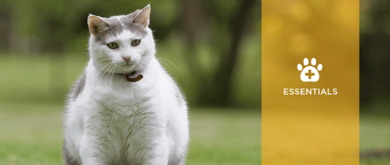 Focus on Overweight and Obesity in Cats