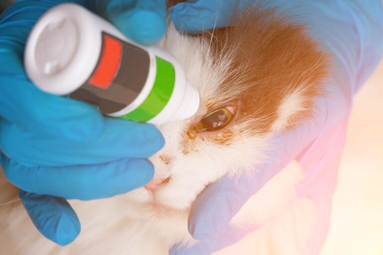 Update On FDA Veterinary Drug Regulation