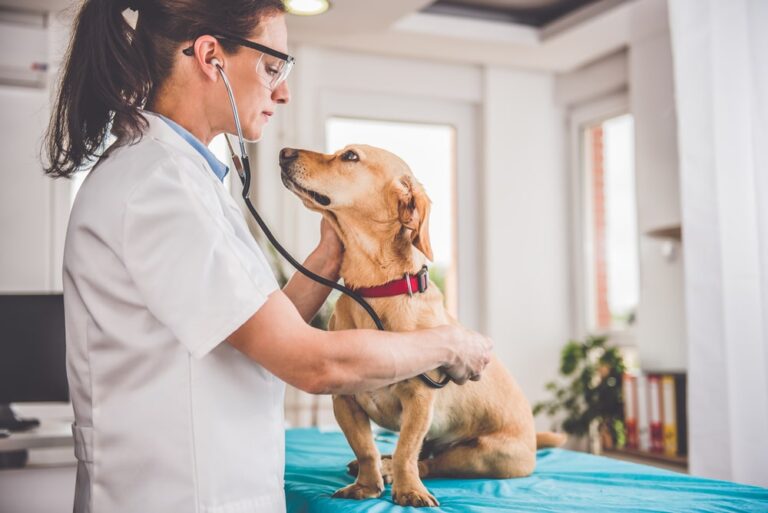 New Antimicrobial Policy For Veterinary Medicine Established By AVMA