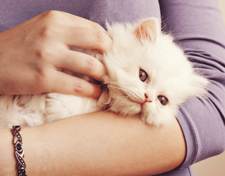 Adopt-A-Cat MonthĀ®
