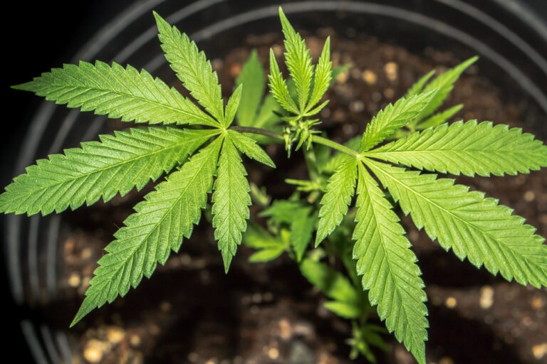 Number of Marijuana-related Poisonings in Pets on the Rise