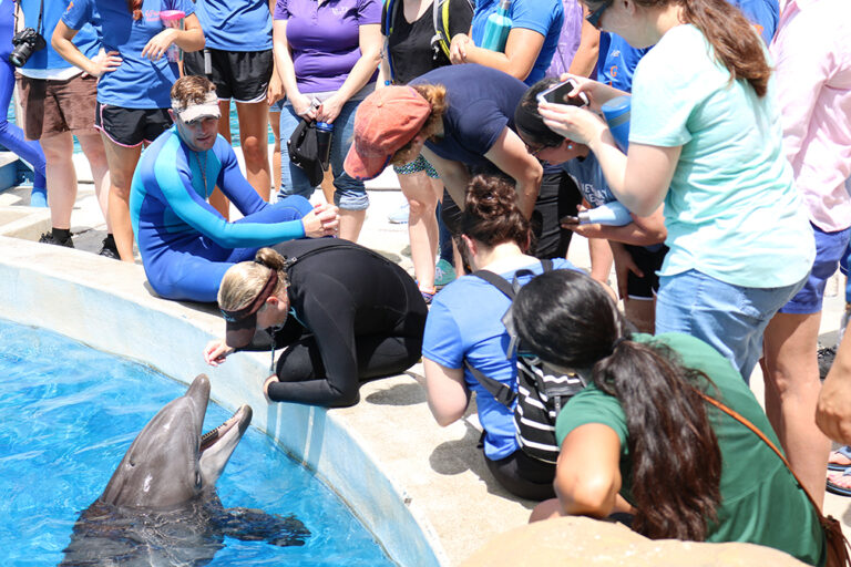 Aquatic and Marine Mammal Medicine Course Making Waves