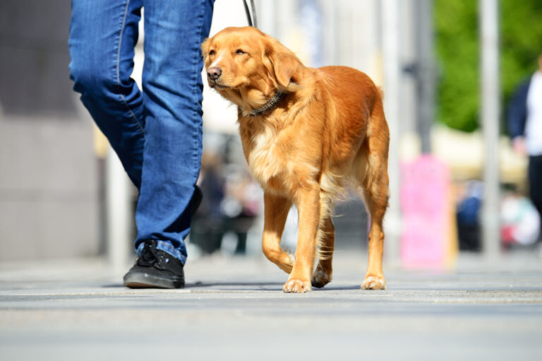 WalletHub Ranks 2018’s Most Pet-Friendly Cities