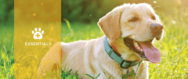 Risk Management Approaches to Heartworm Disease