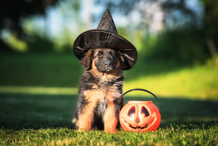 AVMA Shares Safety Tips for Pets on Halloween