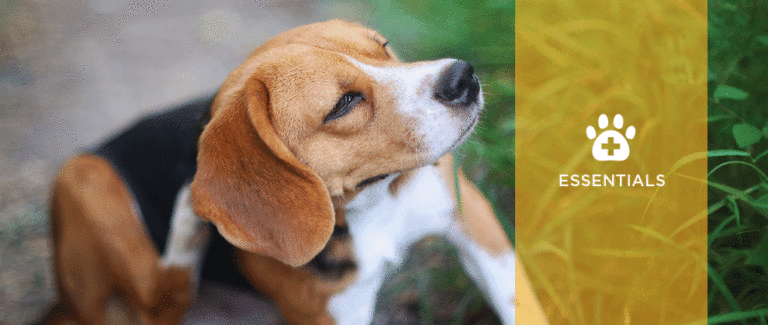 Allergic Dermatitis in Canines and Felines