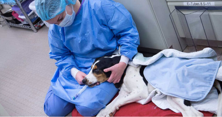 Purdue Mobile Veterinary Clinic Credited with 14,000 Shelter Animal Surgeries