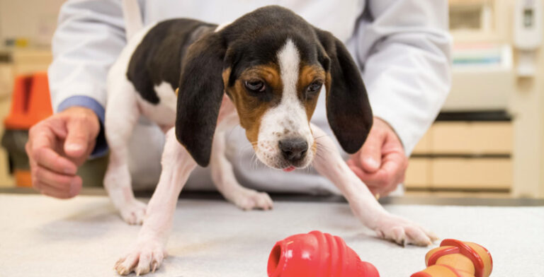 Puppy With Upside-Down Paws Goes Home After Successful Surgery