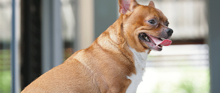 Canine Hypothyroidism: Diagnosis and Treatment