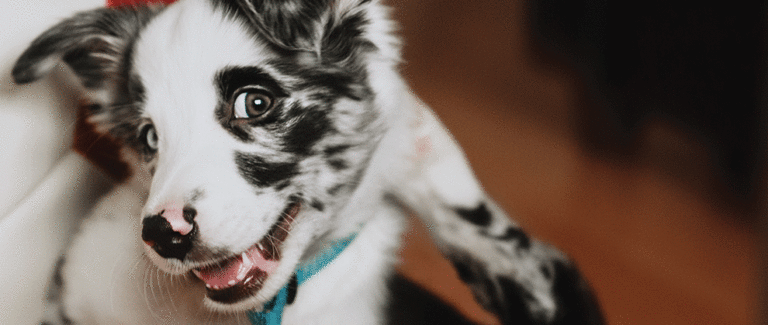 The Therapeutic Power of Monoclonal Antibody Therapy
