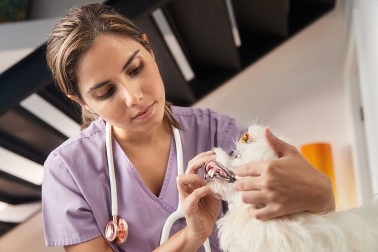 2019 AAHA’s Veterinary Dental Care Guidelines for Dogs and Cats Released
