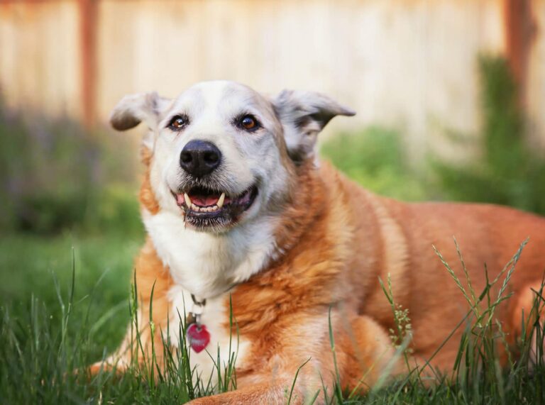 U.S. Pet Obesity Rates Are Unchanged; Conflicting Weight Loss Advice Grows