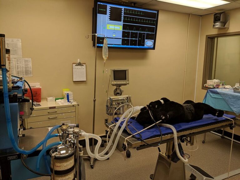 Veterinary Students Use Stage III to Learn How to Operate on Animals
