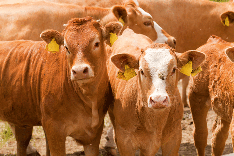 AVMA Applauds Reintroduction of Bill to Address Rural Veterinary Shortages