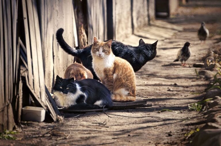 AVMA Releases Its First-Ever Guidelines for Depopulation of Animals
