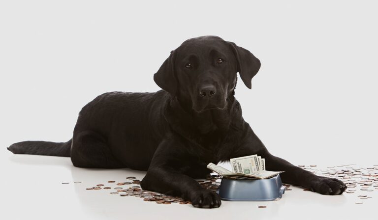 Americans Are Spending More on Pets Than Ever Before: $72 Billion