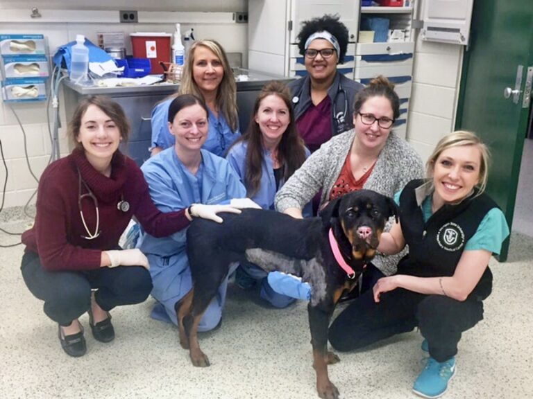The Healing Power of Fish Skin for a Dog Named Stella
