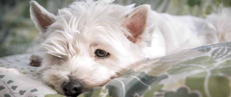 Practical Advice About Heartworm Preventive Lapses