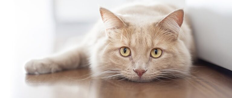 Innovative Tools and Insights on Osteoarthritis in Dogs and Cats Presented at WSAVA