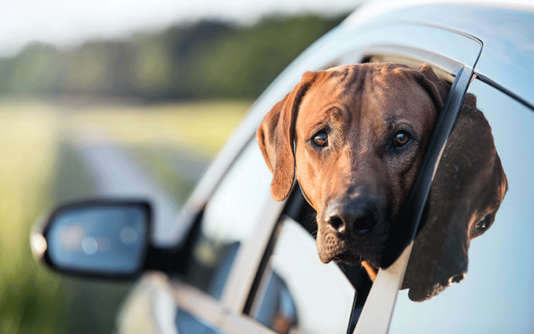 How to Educate Clients About Motion Sickness in Dogs