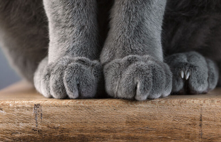 New York Is First State To Ban Cat Declawing