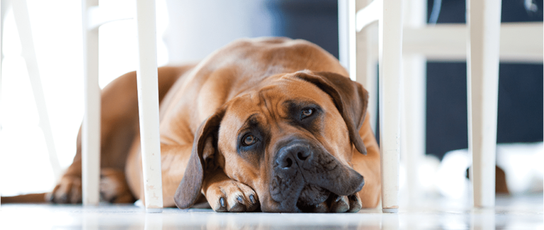 Canine Immune-Mediated Polyarthritis: Meeting the Diagnostic and Therapeutic Challenges