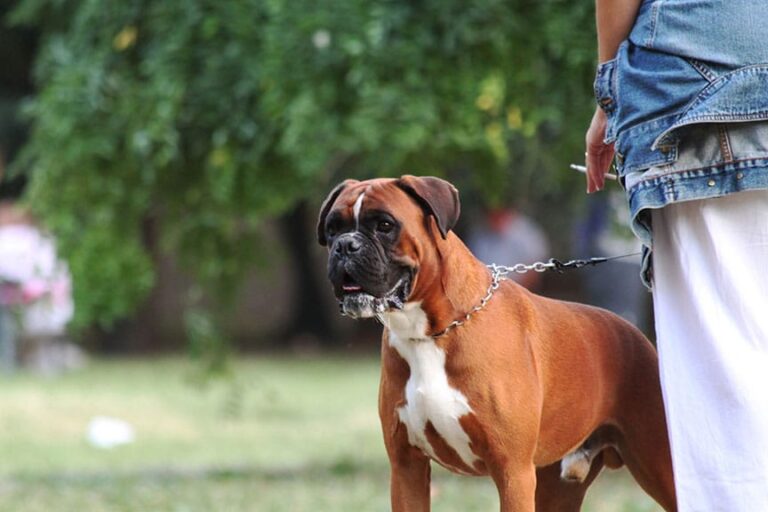 Dogs With Lung Cancer Might Benefit From Treatment With Human Breast Cancer Drug