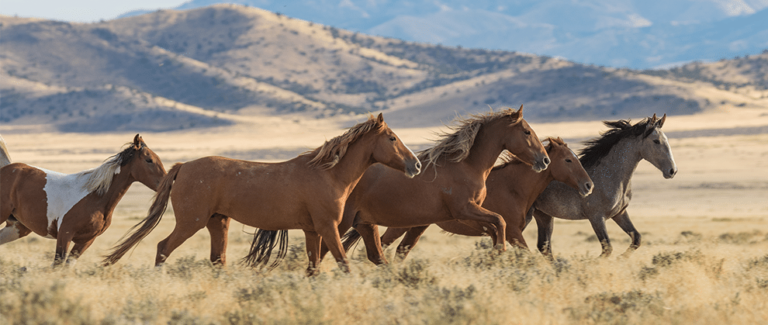 Veterinarians Call on BLM to Abandon Surgical Sterilization Experiments on Wild Horses