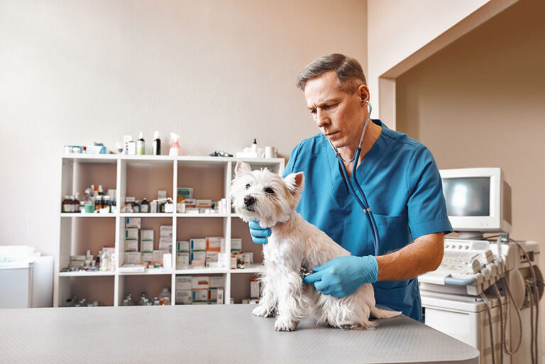 Grants Available for International Collaboration in Veterinary Medical Education