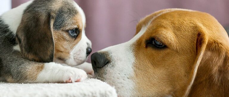 AAHA Releases 2019 Canine Life Stage Guidelines