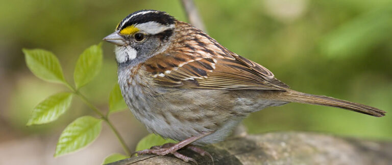 Bird Population Sees Staggering Decline