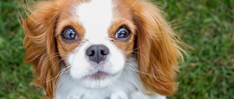 AI Could Help Diagnose Dogs Suffering From Chronic Pain and Identify Facial Changes Associated with Chiari-like Malformation